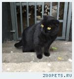 найден кот Скотиш-фолд (Шотландская вислоухая)