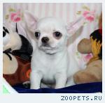 Чихуахуа продаю