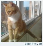 пропал кот