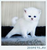 Эксклюзивный белоснежный котик Живанши Шоу-класс