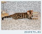 Бенгальские котята