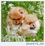 Померанский шпиц