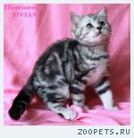 Британские котята вискас ШОУ класс.
