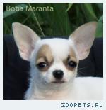 Чихуахуа,  чаровница Чара   