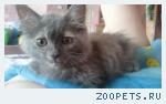 Пропал котенок