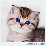 Золотой роскошный котик Джереми шоу-класс