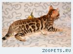 Бенгальские котята