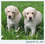 Палевые девочки Лабрадора!