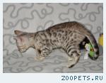 Бенгальские котята