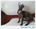 Корниш-рекс кудрявые котята