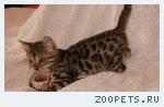 Бенгальские котята