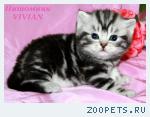 Британские котята вискас ШОУ класс.