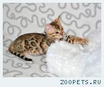 Бенгальские котята