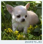 Роскошные щенки чихуахуа