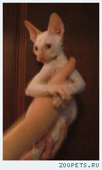 Корниш-рекс кудрявые котята