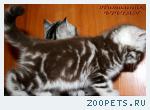 Британские котята шоколадный мрамор на серебре шоу класс