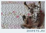 Бенгальские котята