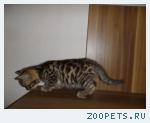 Бенгальские котята