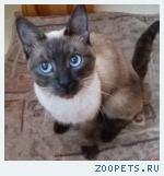 найден сиамский кот