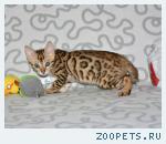 Бенгальские котята