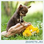 Чихуахуа крошечная шоколадная девочка