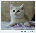 Британские золотистые шиншиллы