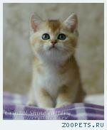 Британские шиншиллы
