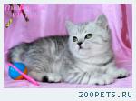 Британские котята вискас ШОУ класс.