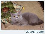 Британский кот в добрые руки