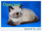 Экзотический котик колор поинт