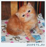 Экзотический котик красный мрамор