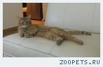 Пропал кот