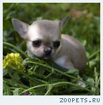 Роскошные щенки чихуахуа
