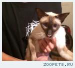 Найден кот!