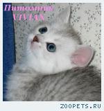 Британские котята вискас ШОУ класс.