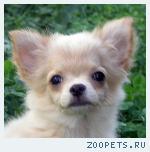 Чихуахуа  роскошный  абрикос Эдди