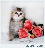 Золотая шиншилла детка Хампи с изумрудными глазками
