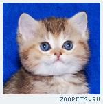 Золотая шиншилла детка Хампи с изумрудными глазками