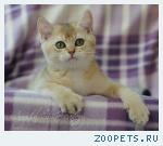 Британские шиншиллы