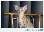 ориентальный котенк