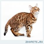 Бенгальские котята розетка на золоте