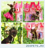 Роскошные девочки чихуахуа