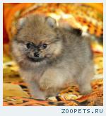 Роскошные щенки Цверг-шпица!