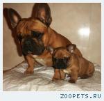 французский бульдог