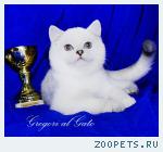 Эксклюзивные британские шиншиллы синеглазки шоу-класс