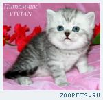 Британские котята вискас из питомника.