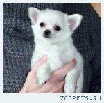 Чихуахуа продаю