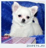 Чихуахуа