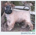 Щенки Пшеничного терьера (питомник РКФ)!