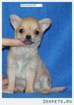 Чихуахуа г/ш палевый мальчик